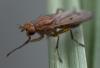Tetanocera ferruginea